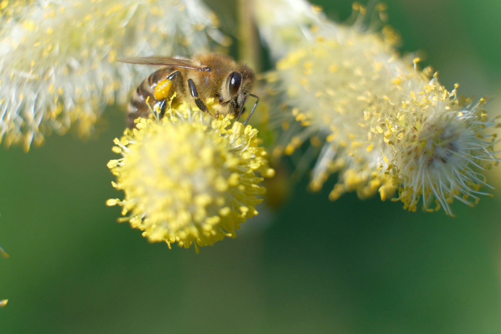 pollen
